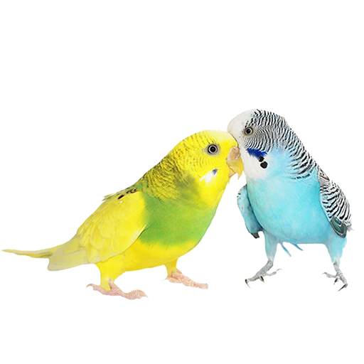 Budgerigar