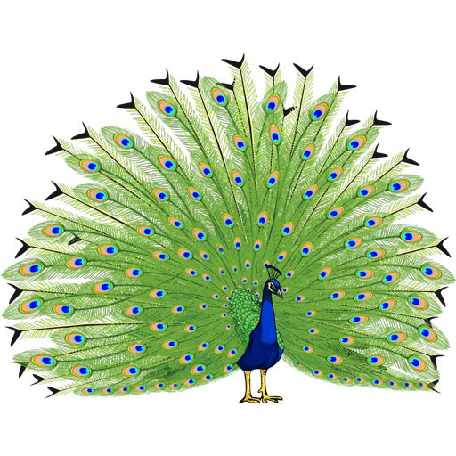 Peacock